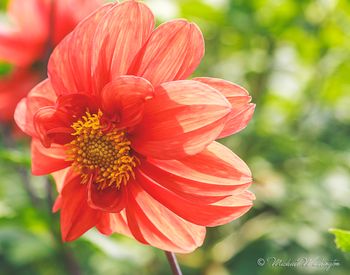 Flowers In The Andes
