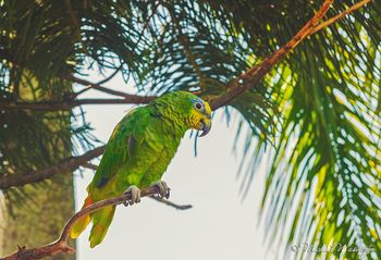 "The Parrot of El Mezon" Photo taken in January 2016 at El Mezon in Vado Real, Colombia.
