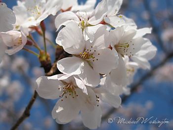 Sakura
