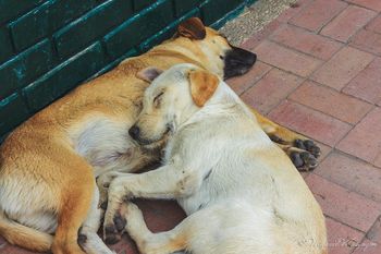 Sleeping Dogs
