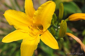 Yellow Flower
