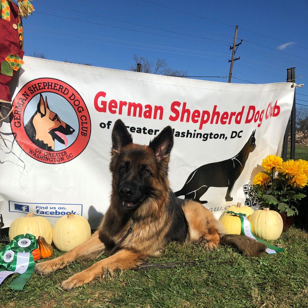 Haus juris best sale german shepherds