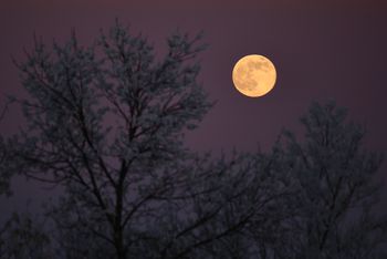 January Wolf Moon
