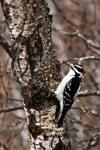 Woodpecker Late Fall
