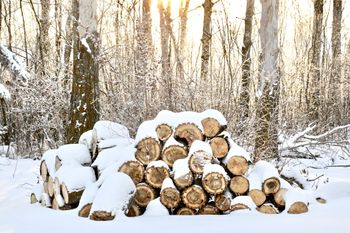 Winter at the Cabin
