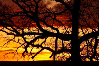 Lone Oak Silhouette
