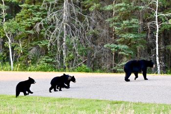 Bear Crossing
