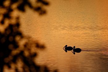 Pelicans at Sunset
