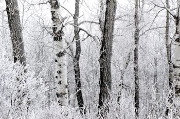 Winter Woods
