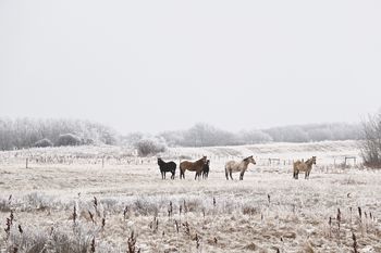 Frosty Prairie Morning
