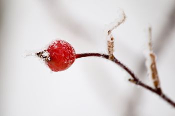 Frosty Rose Hip
