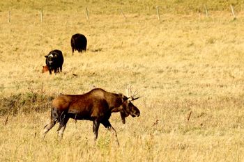 Kaposvar Valley Moose
