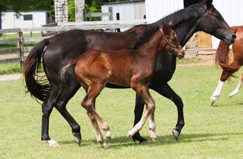 Boeing WS (Benetton Dream x Florencio)
