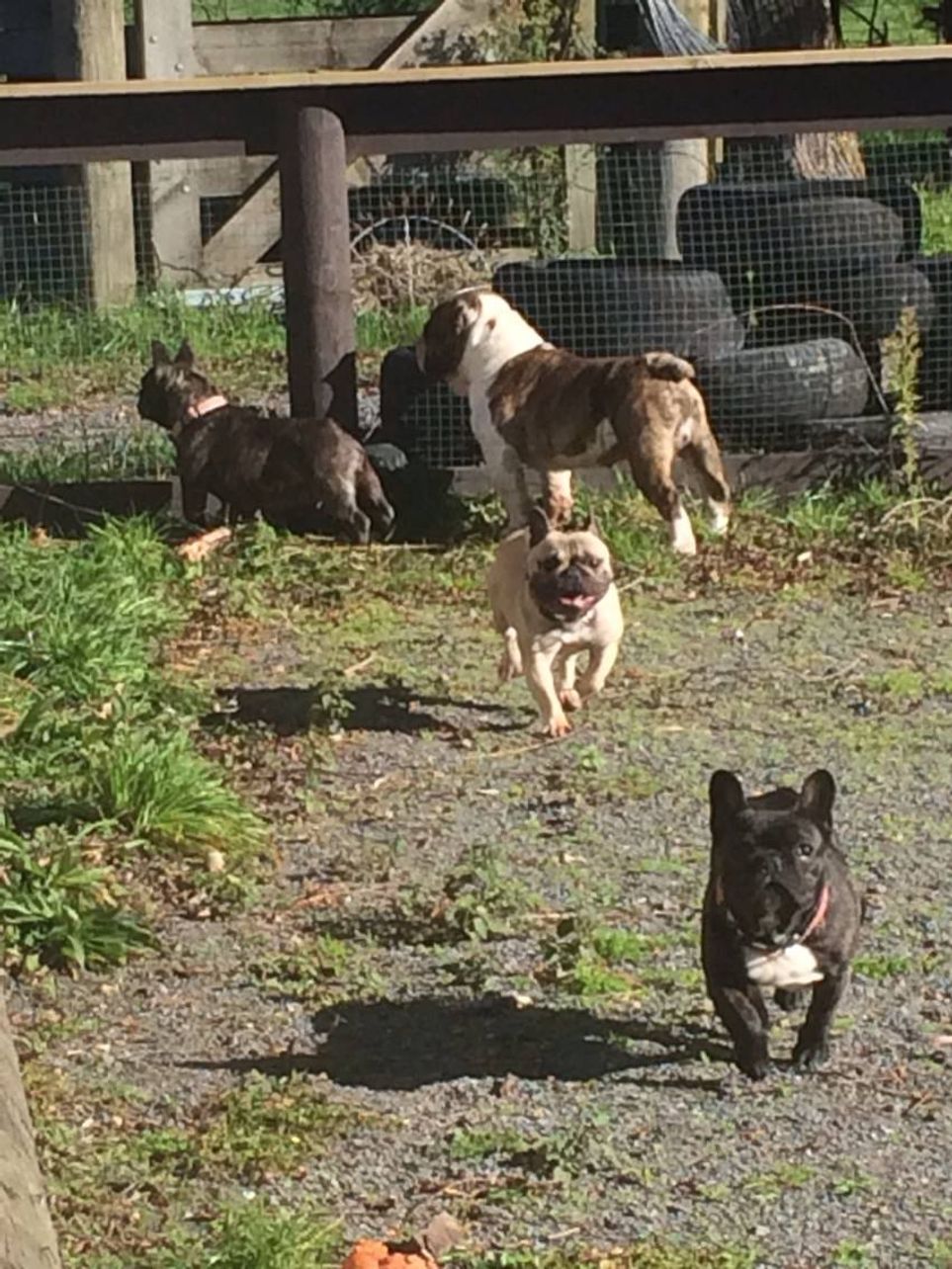 how much are french bulldogs nz