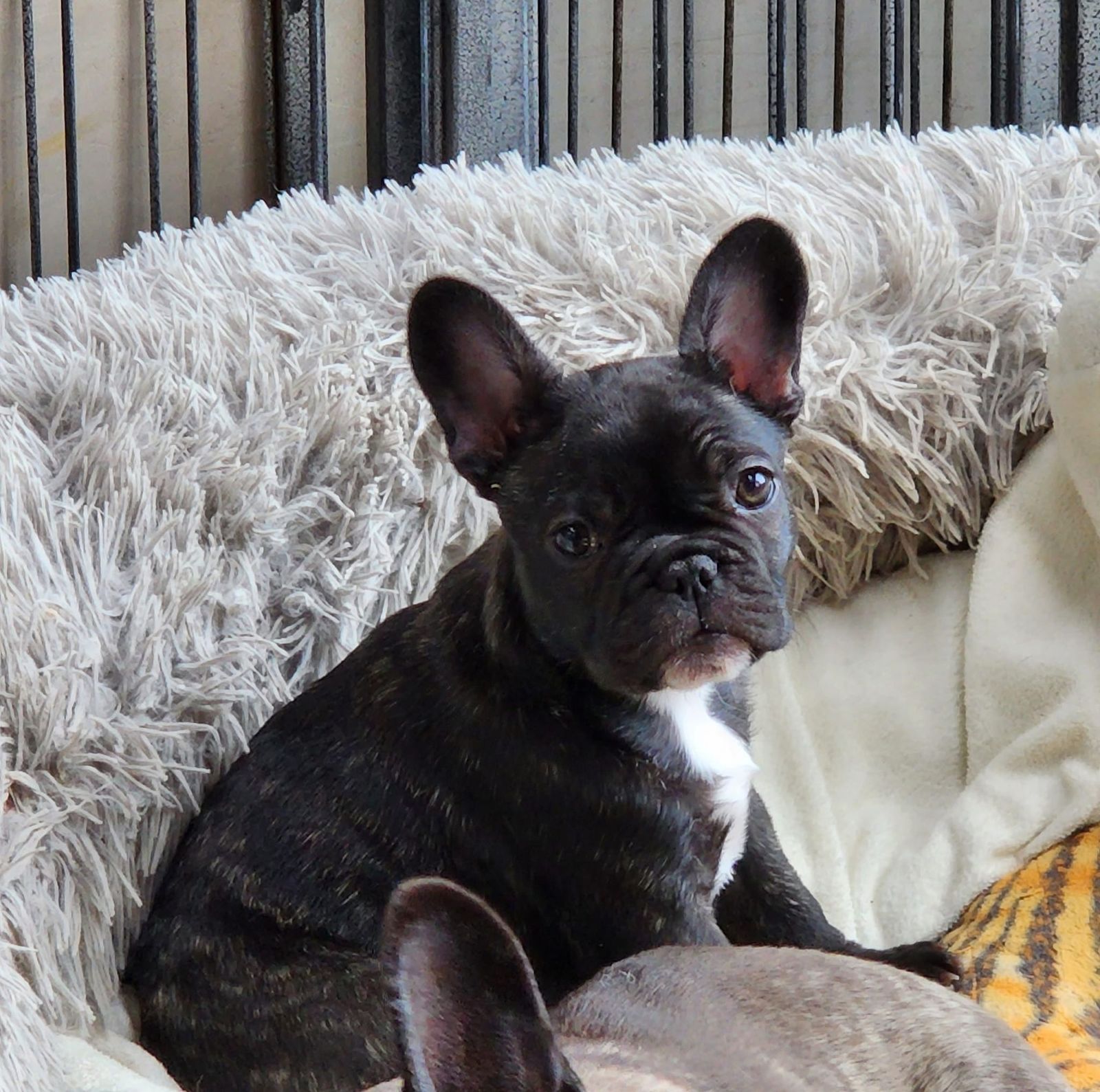 how much are french bulldogs nz