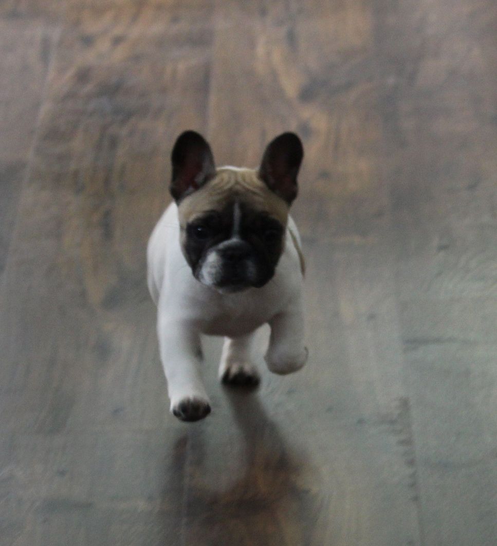 how much are french bulldogs nz