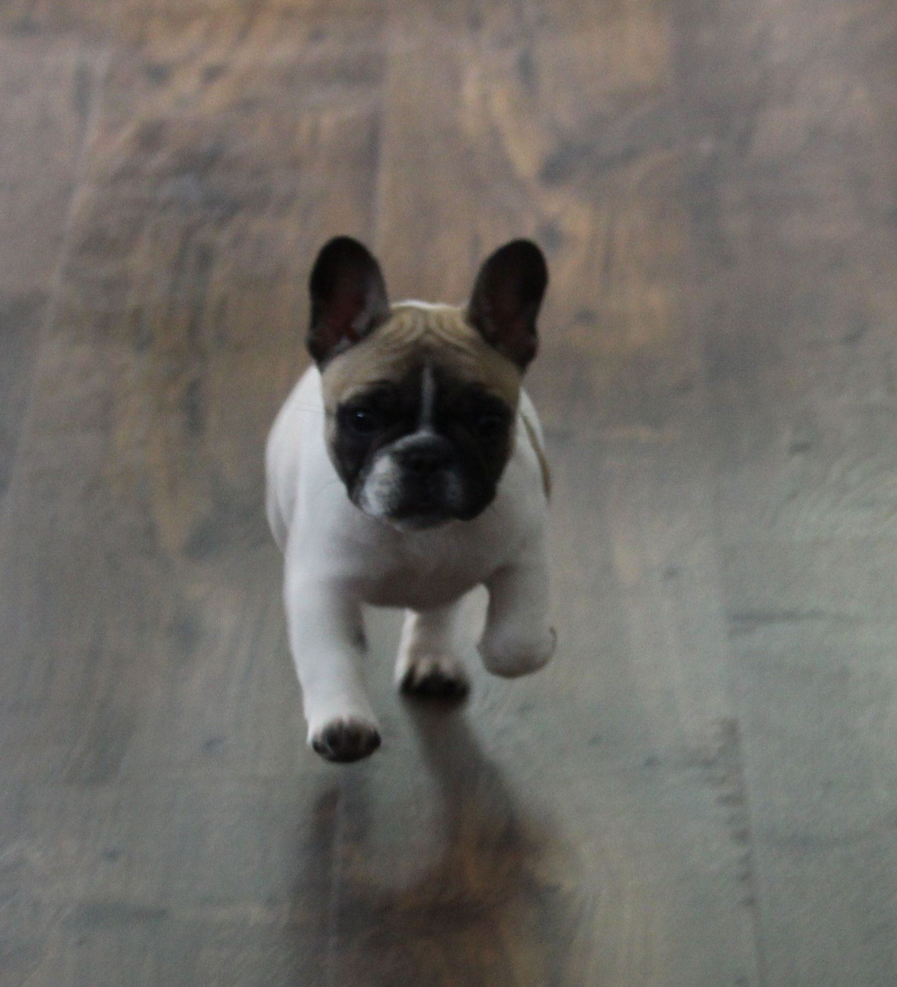 French bulldog trade deals me