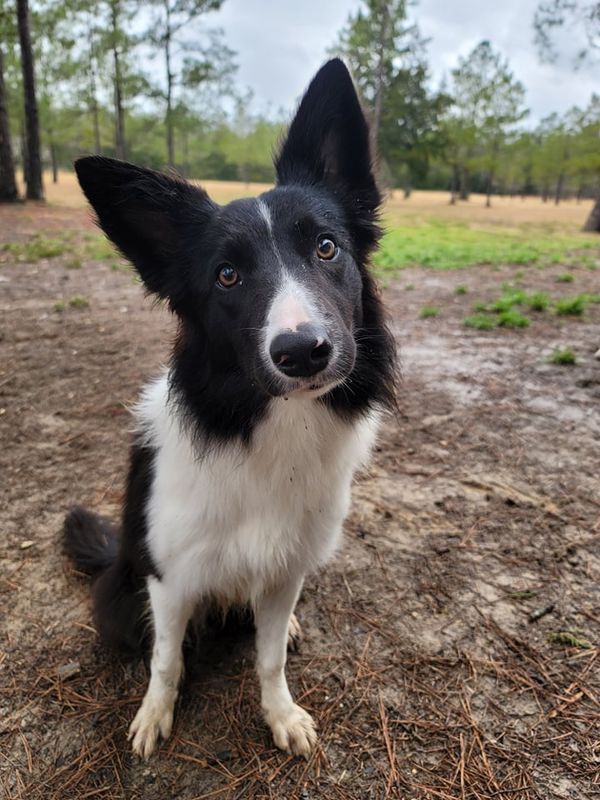 Southern star 2024 border collies