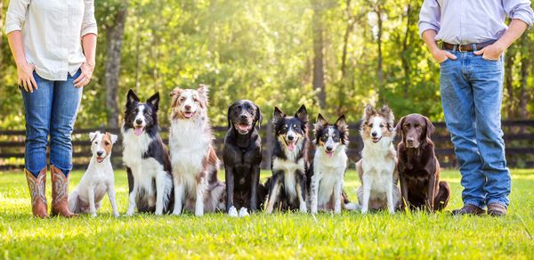 Southern star deals border collies