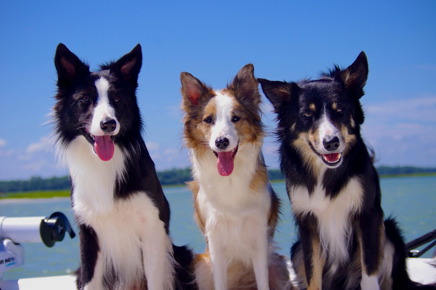 Southern Star Border Collies Shine