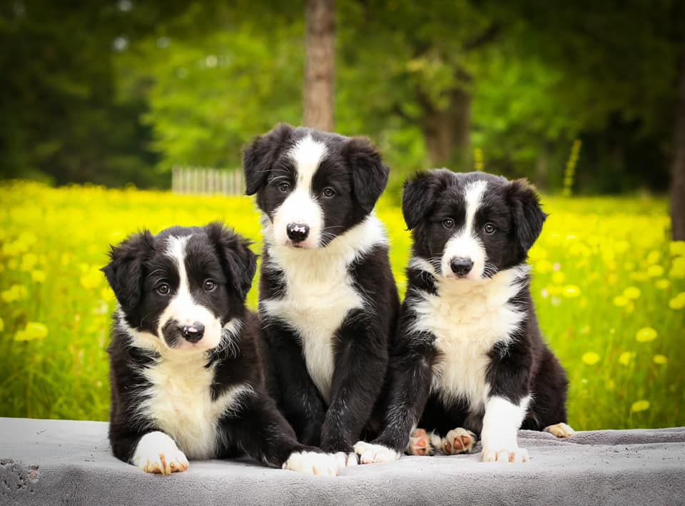 Rival sales border collies