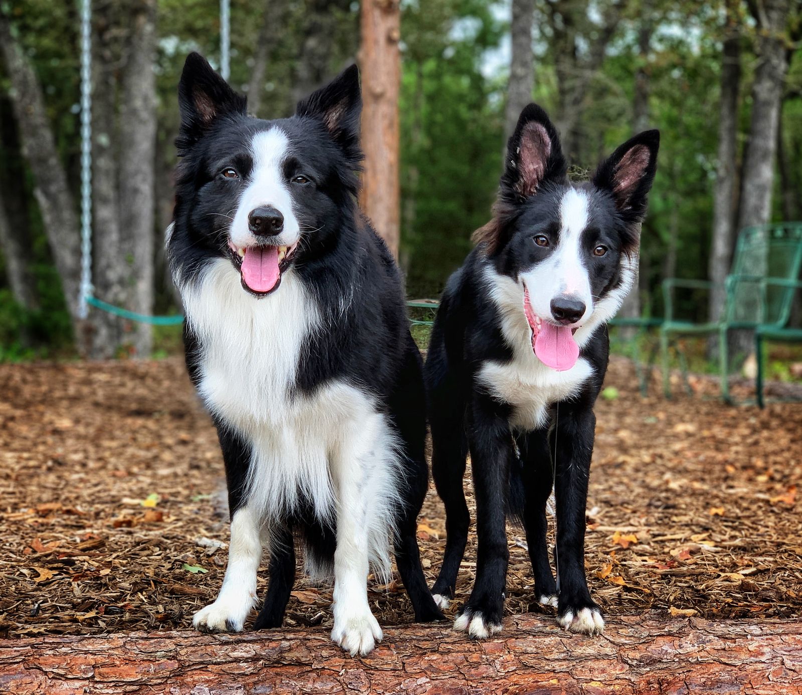 Rival border sale collies