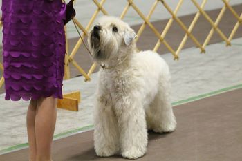 Dans le ring avec une jeune manieure/In the ring with a young handler
