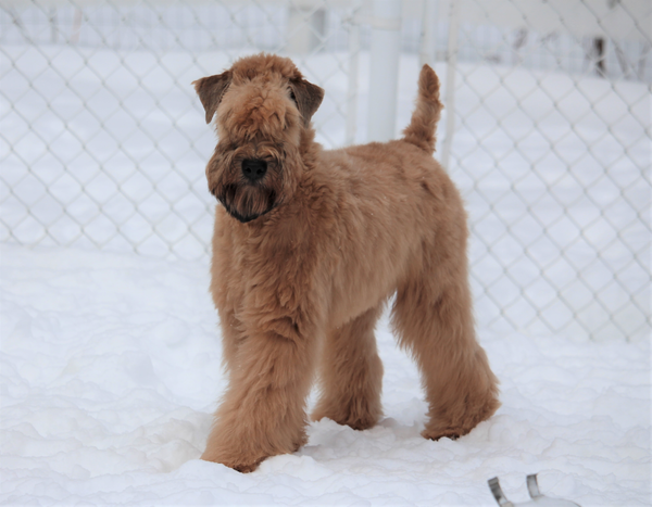 Boreal Rickard's Red