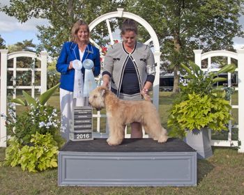 Best Puppy Group/Group 4, Corwall 7 mois/7 months old
