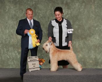 GUinness Group4 4 et Meilleur chiot du Groupe Belle ville 2016/Guinness Group Third and Best Puppy in Group Belleville 2016

