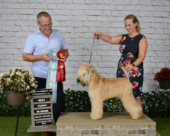 Meilleur chiot de l'Exposition Juillet 2018/Meilleur chiot de l'Exposition Juillet 2018
