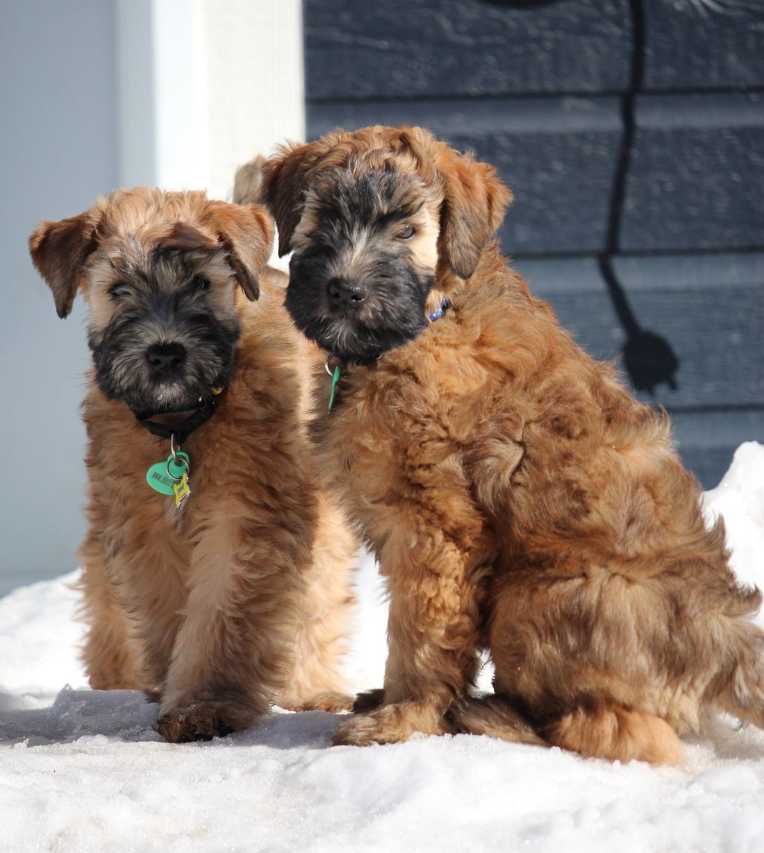 Mlle Jaune, M Bleu/Miss Yellow, Mr Blue (Guinness & Hero)
