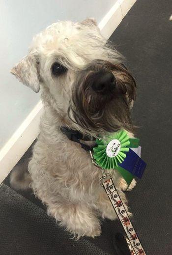 Graduation Obéissance Inatermédiaire/Graduate from his Intermédiate Obedience class
