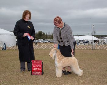 AKC Champion
