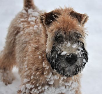 J'aime la neige/I love snow
