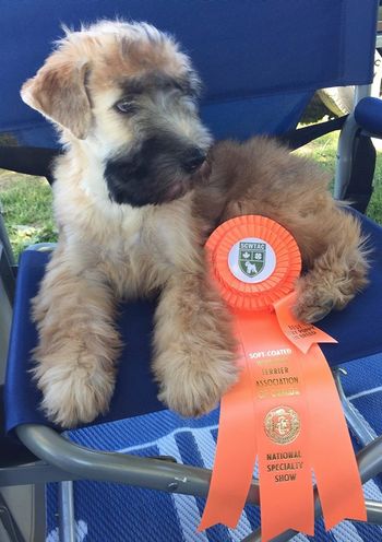 Meilleur Bébé Chiot de la Spécialité Canadienne/Best baby Puppy in Canadian Specialty
