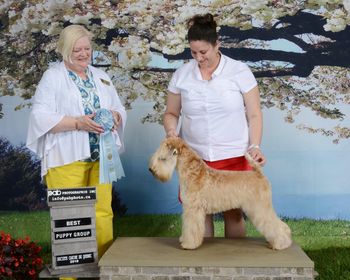 Meilleur chiot du Groupe juge Lee Steeves/Best Puppy in Group Judge Lee Steeves
