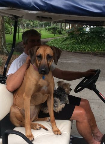 Amber loves the golf cart
