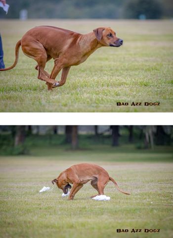 coursing practice
