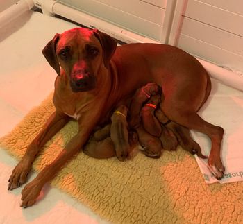 Momma Zoey & babies
