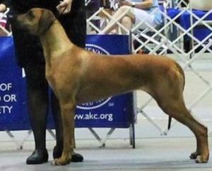 Amber - AKC GCH & Int'l Ch F.M.'s Pitch Perfect at Amber Trace, SC