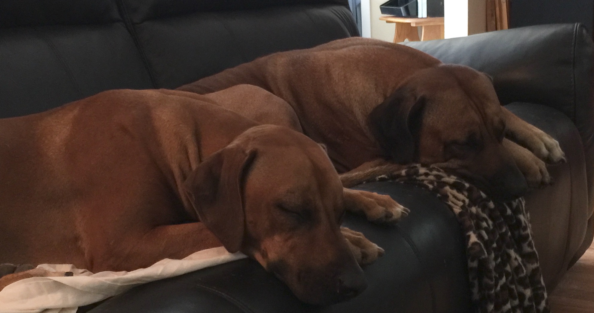 Zoey and Trace - Couch Potatoes