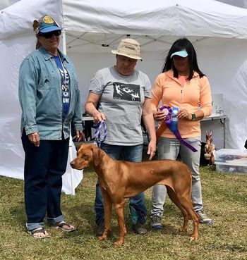 BOB Lure Coursing
