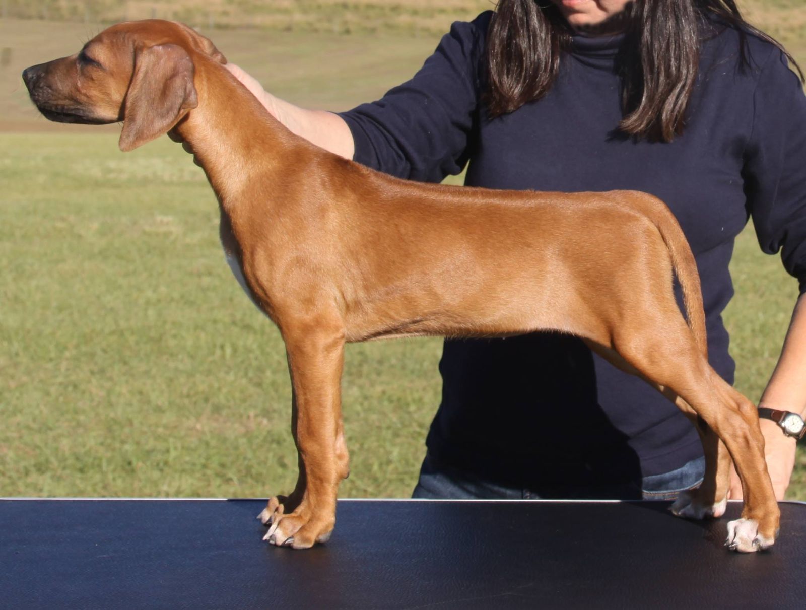 Kaskazini 2024 rhodesian ridgebacks