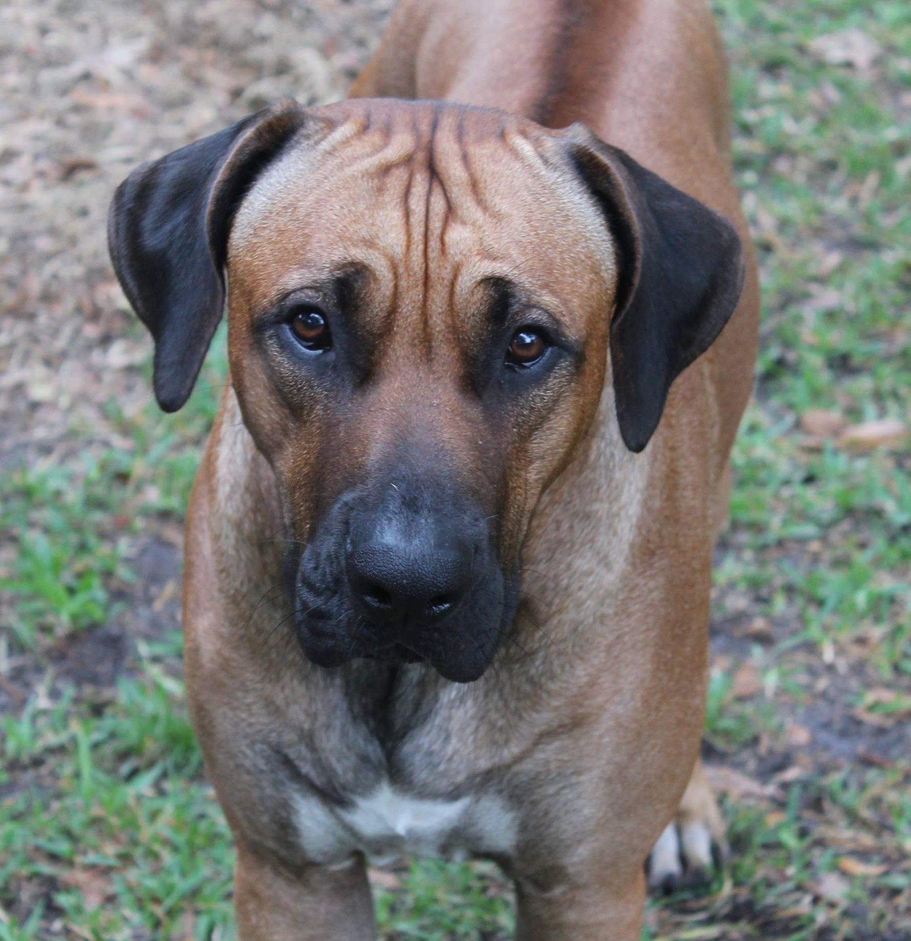 Rhodesian Ridgebacks Florida