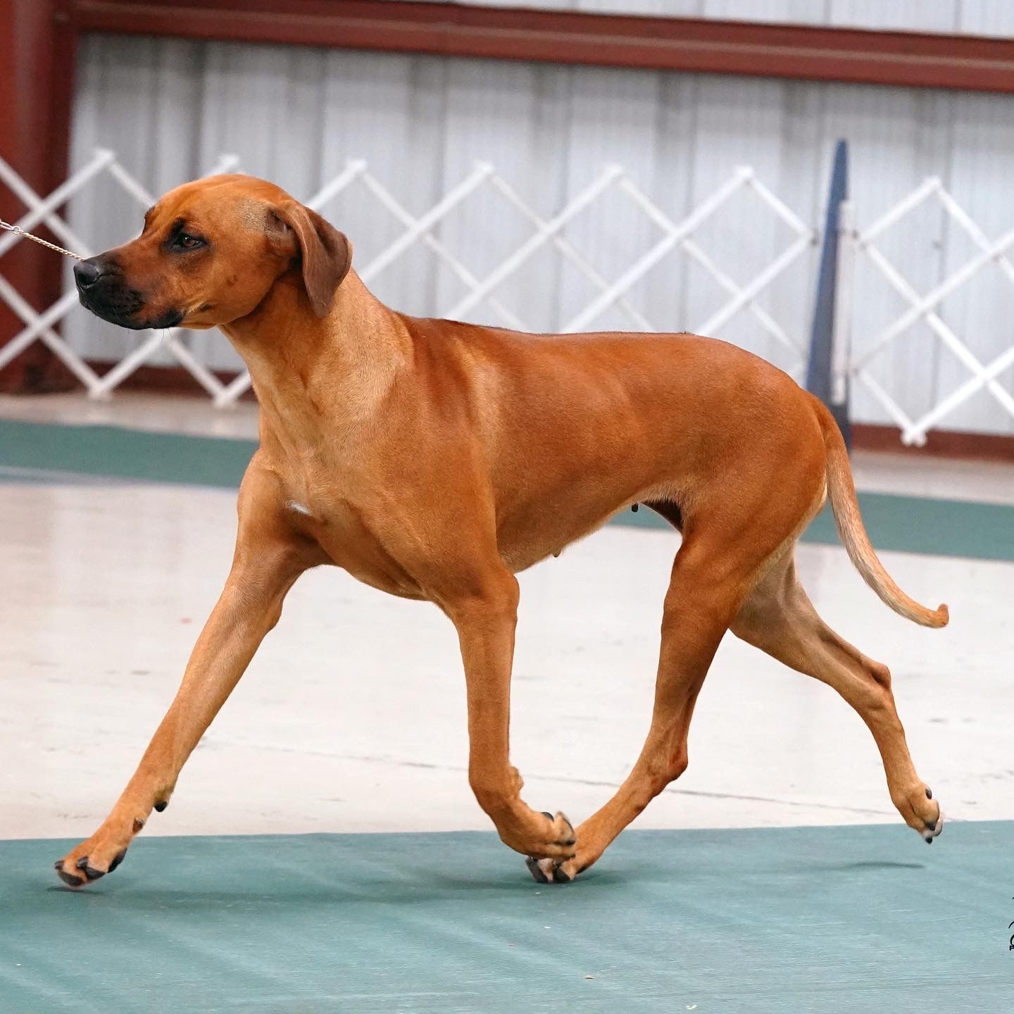 Amber Trace Rhodesian Ridgebacks - Mazey