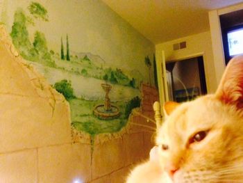 Wall Mural - Cat Not Included

