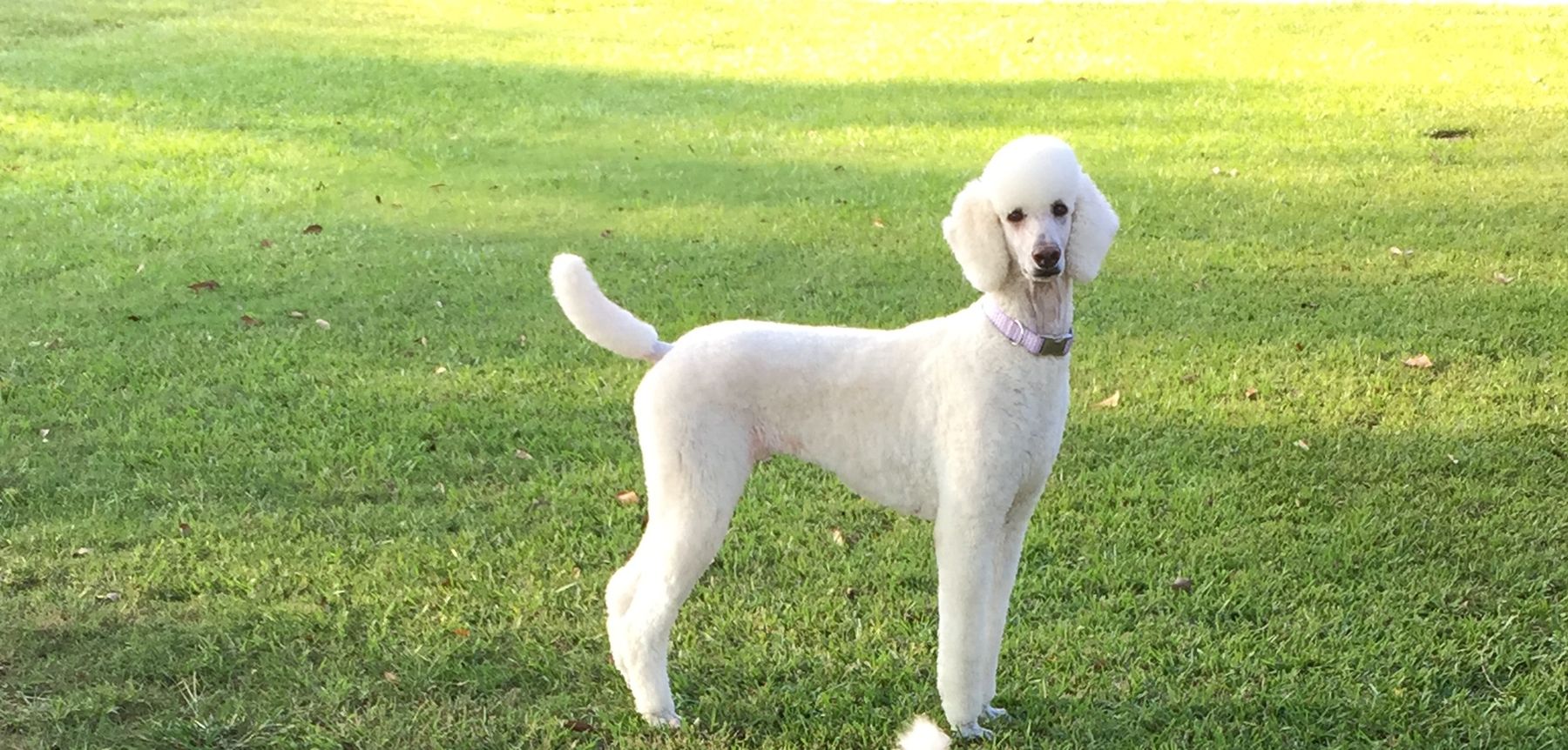 Jalyn Standard and Miniature Poodles Louisiana Kenzie