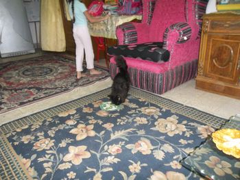 The Pastor's cat
