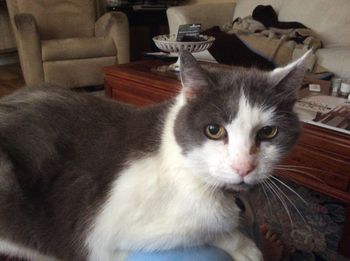 RIP Mickey the Cat 03.22.19
